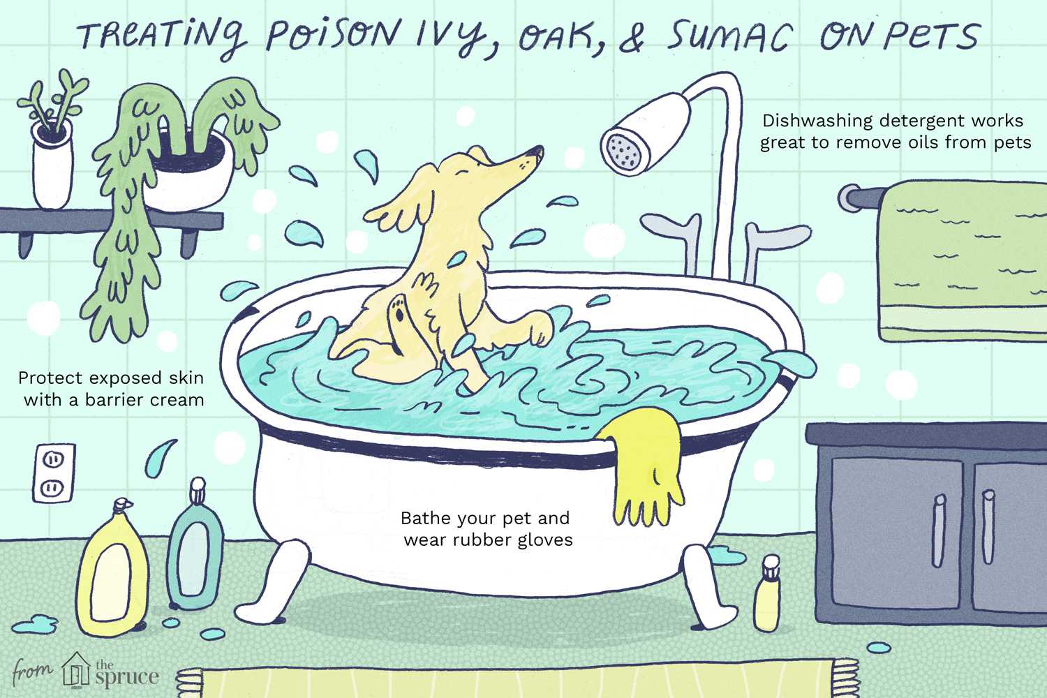 How to illustration on treating poison ivy, oak, and sumac on pets. There is a dog in a tub