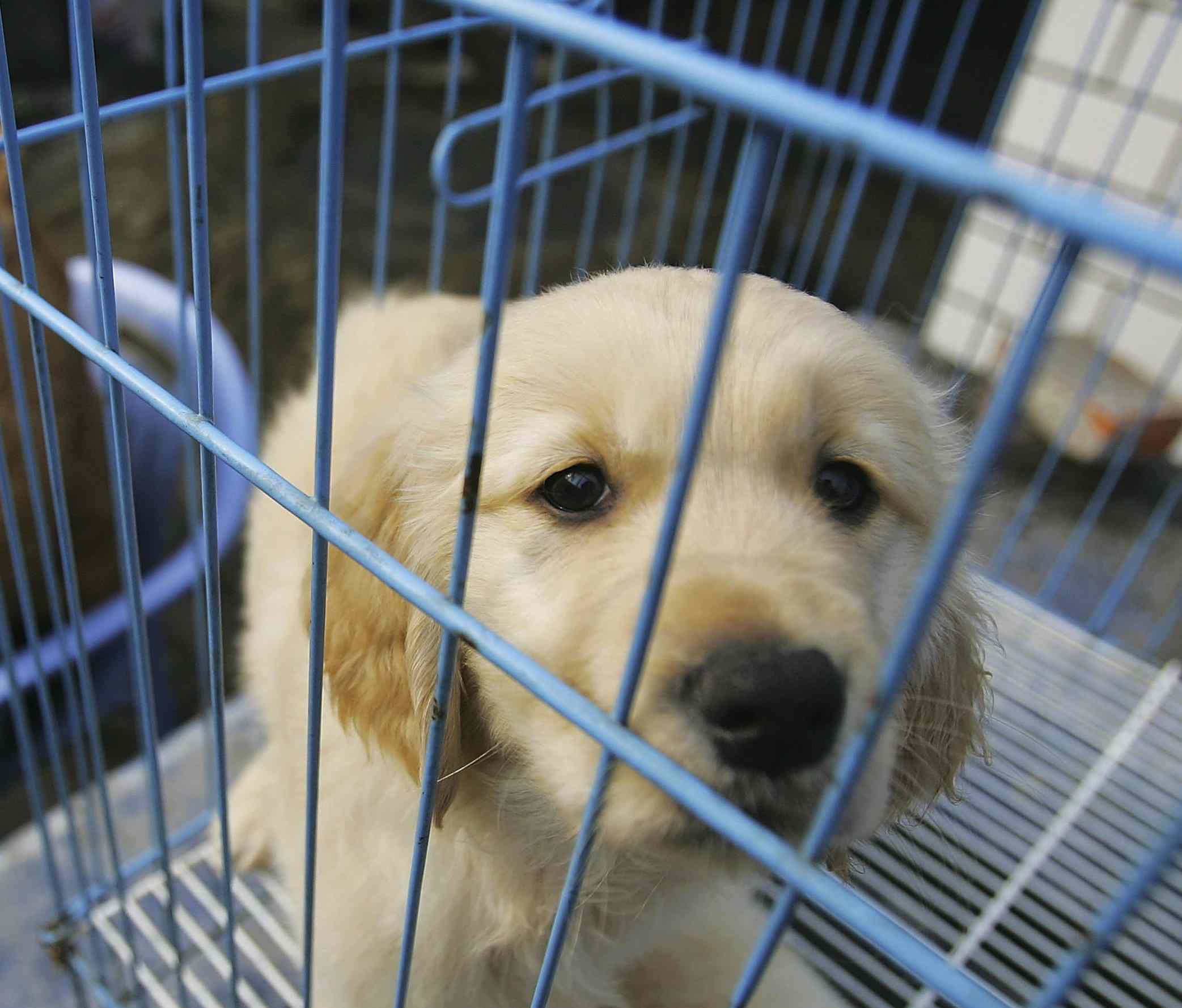 puppy in cage - sad caged puppy