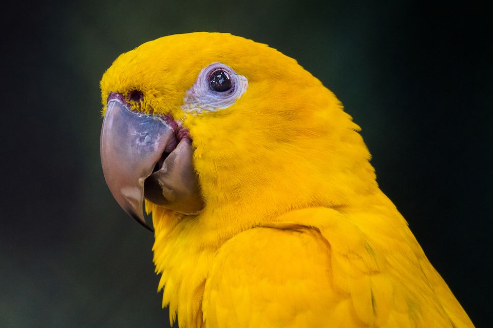 Ararajuba (Guaruba guarouba) - Golden Parakeet