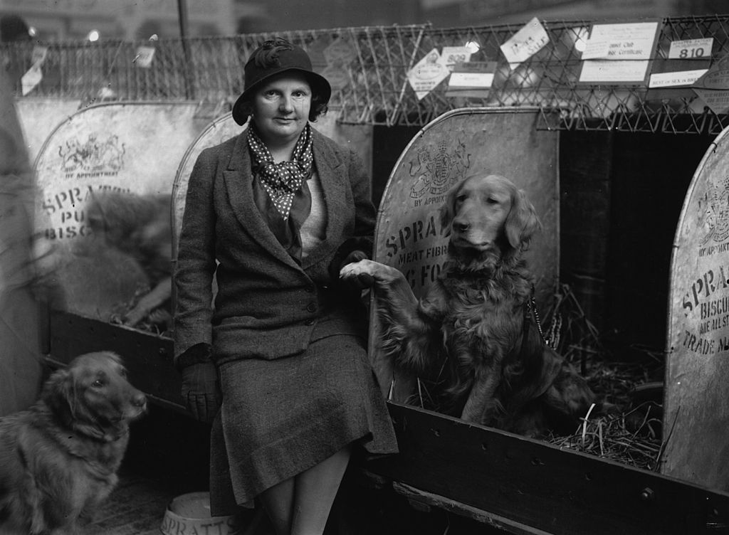 February 1932: Two Golden Retrievers entered in a Crufts Dog Show, pose with their owner.