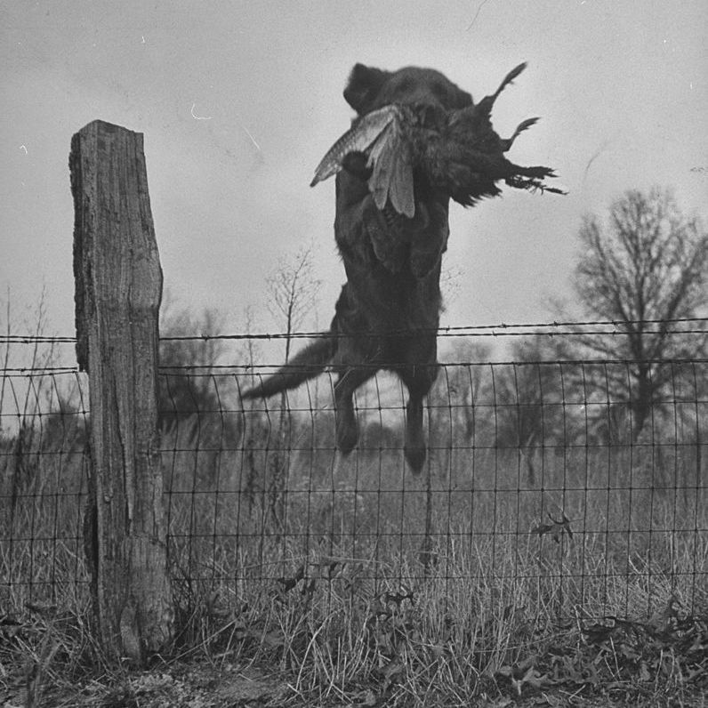 December 1946: Golden retriever leaping over fence with pheasant in its mouth during the National Retriever Club trials.