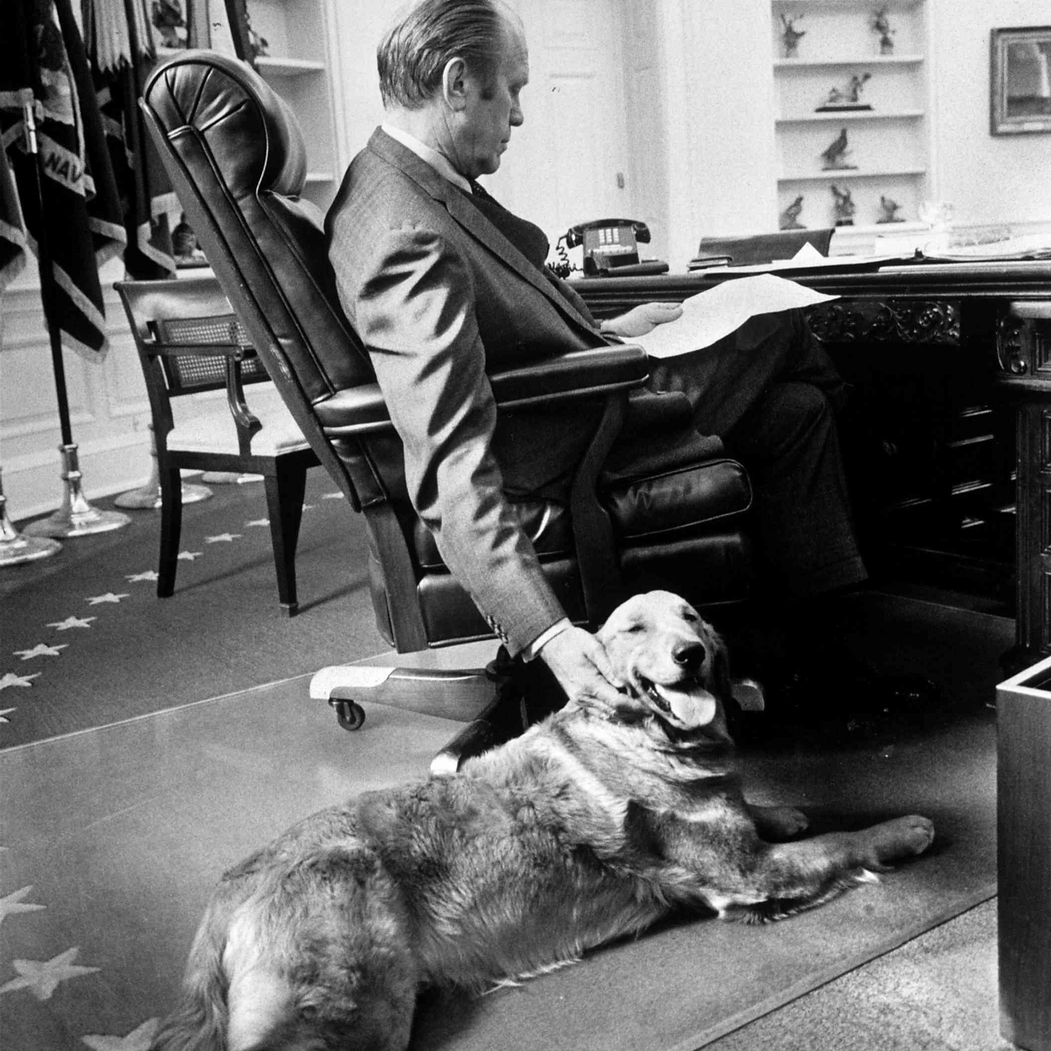 November 1974: Pres. Ford studying budget matters in the Oval Office while petting golden retriever Liberty.