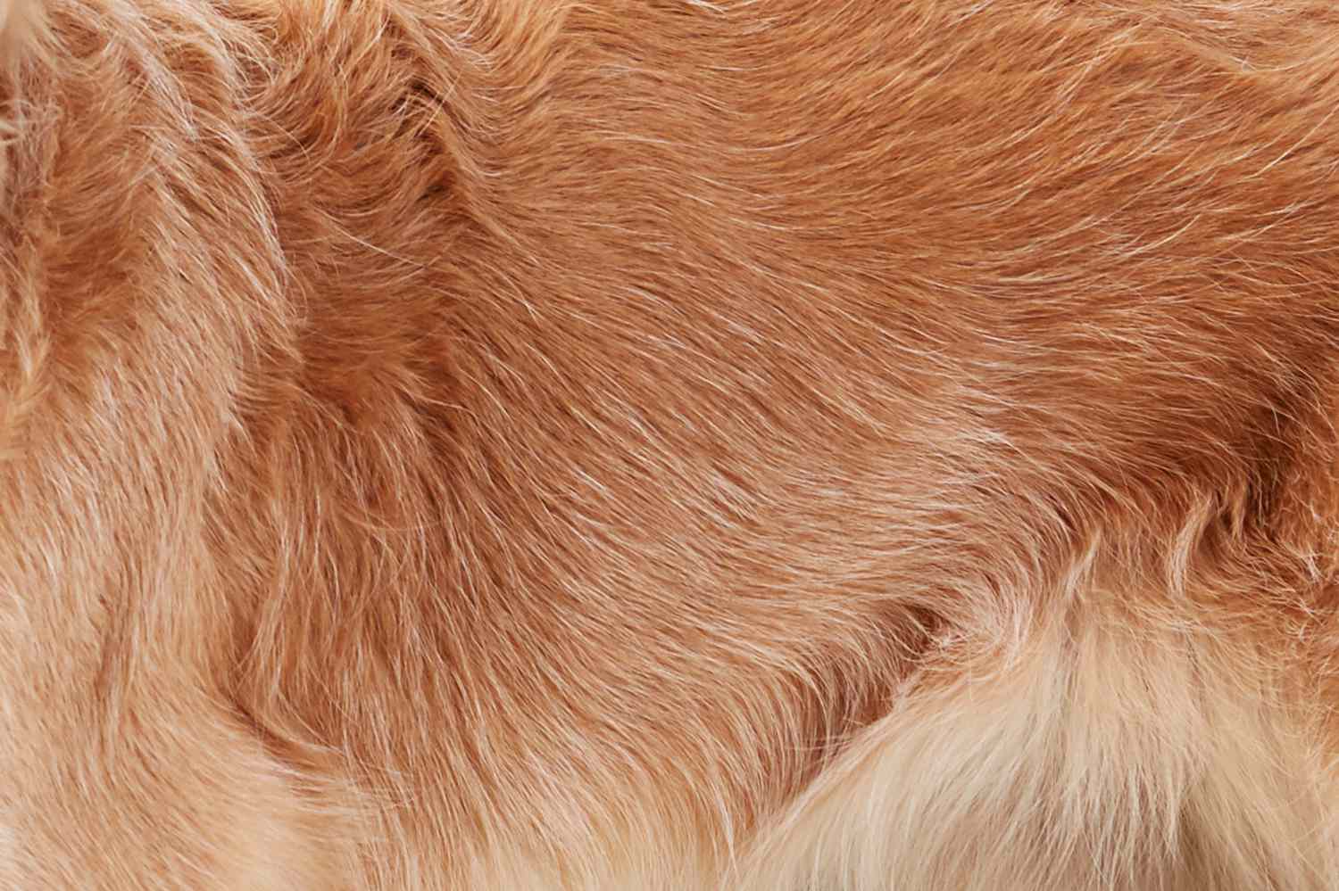 closeup of a Golden Retriever's fur
