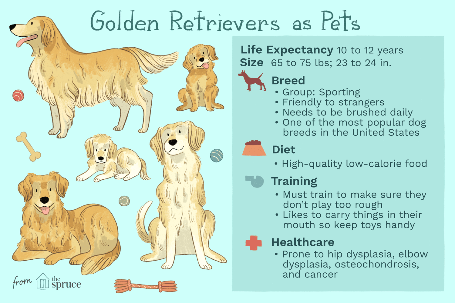 golden retrievers as pets illustration