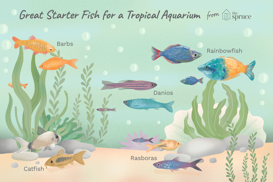 An illustration of good starter fish for an aquarium
