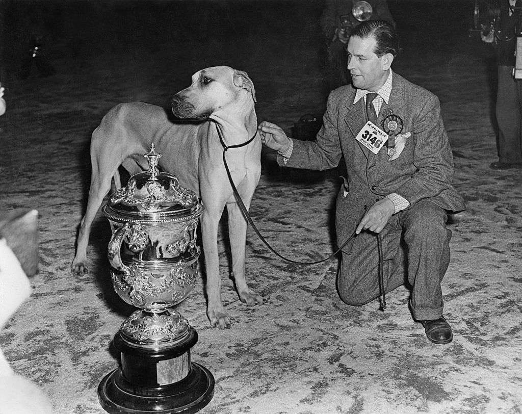 Mr W. G. Siggers with his Great Dane, Ch Elch Elder of Ouborough, Best in Show at the Crufts international championship, UK, 7th February 1953