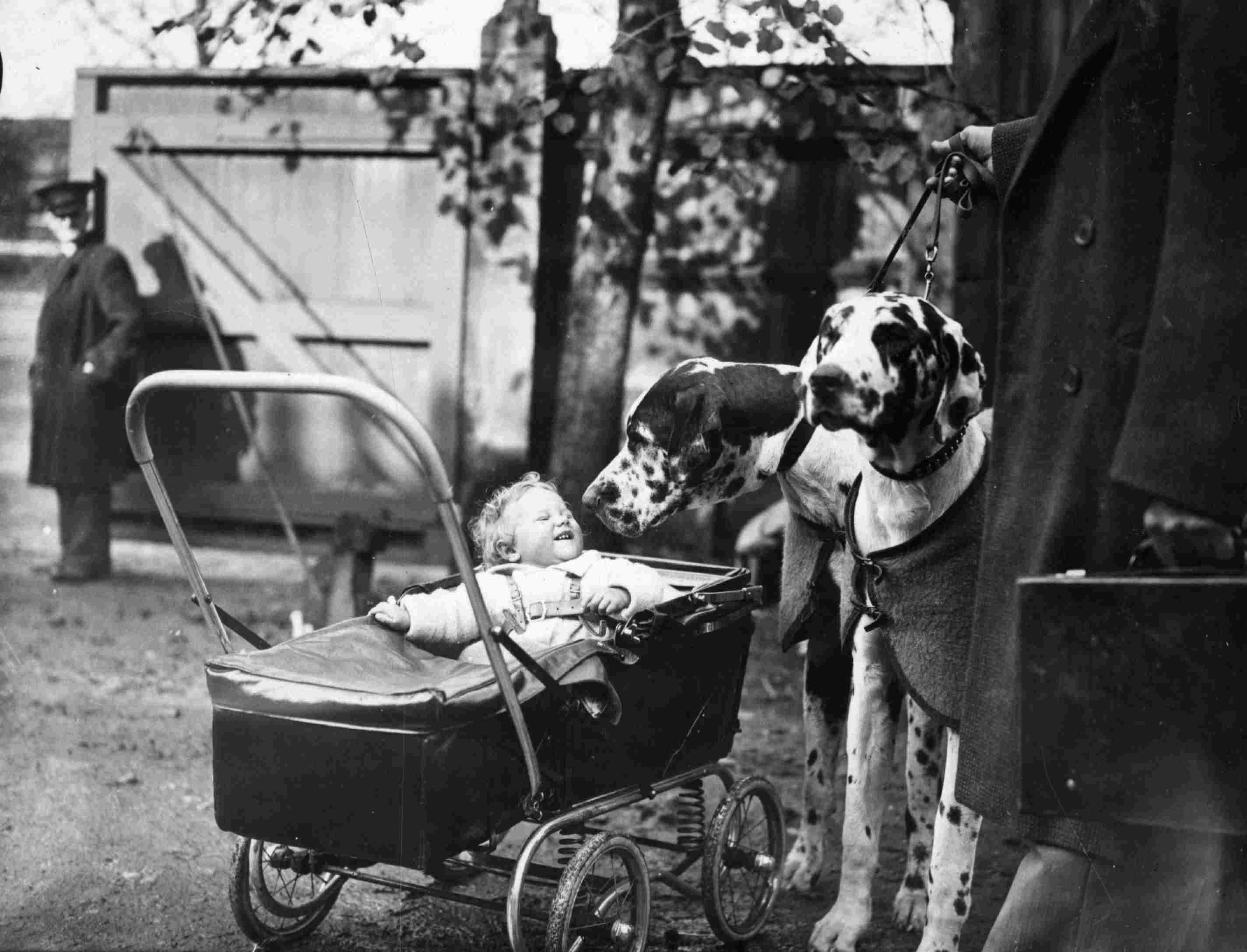 Great Danes enetered into the Kennel Club Championship Dog Show at Crystal Palace meet a young visitor, October 1935.
