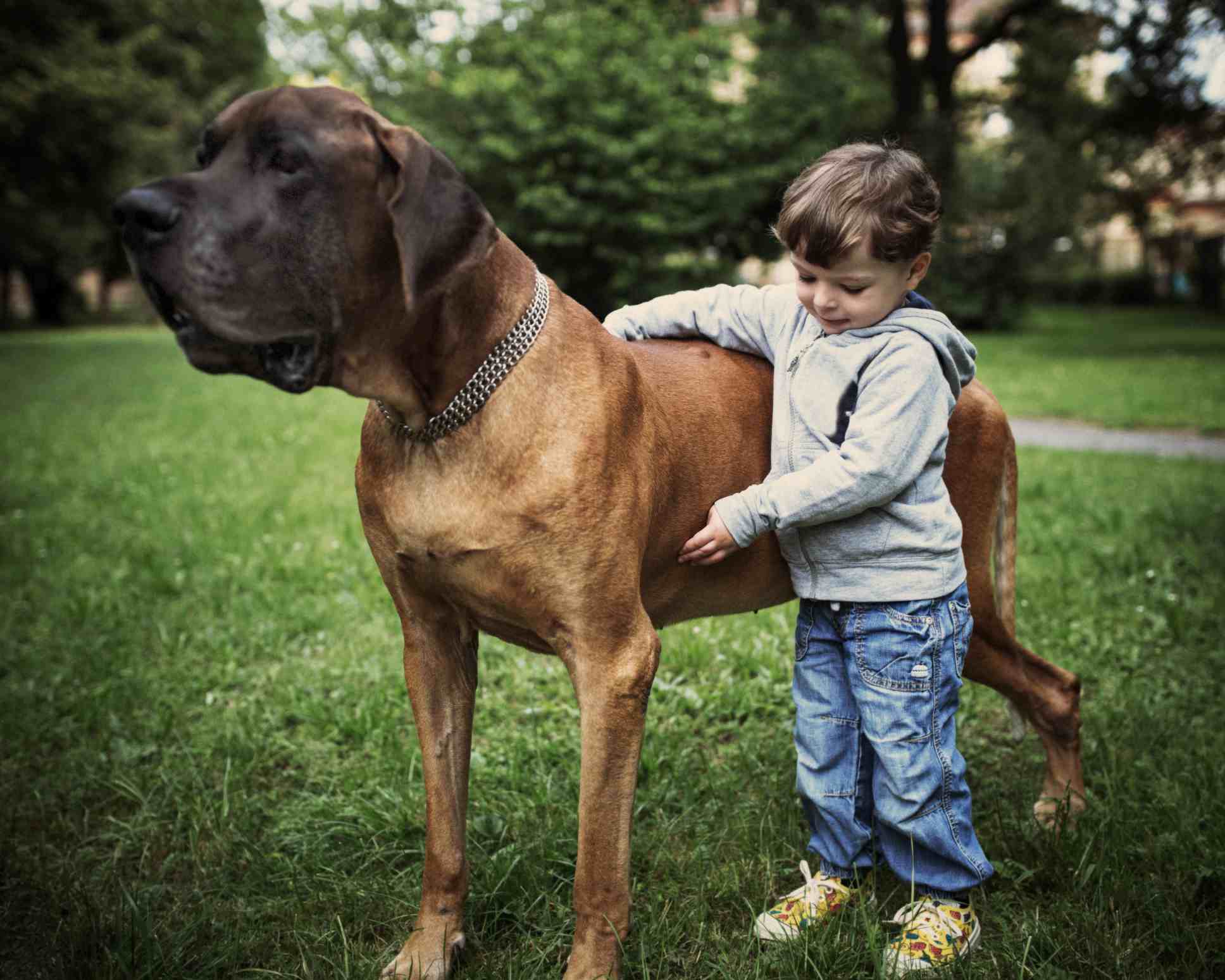 Young boy and great dane