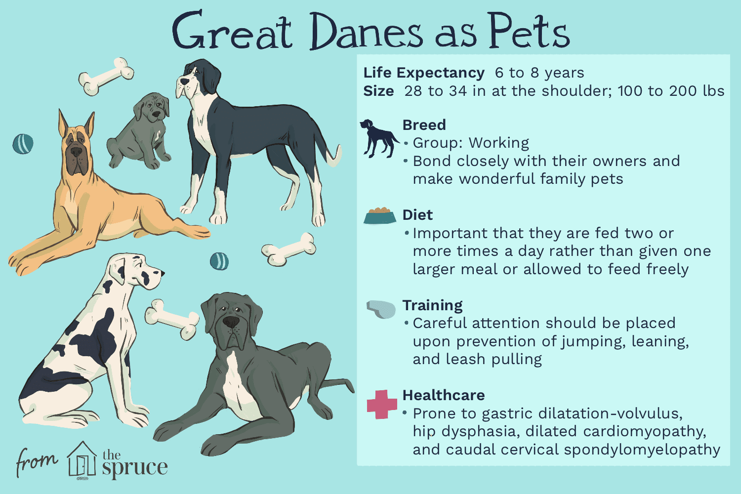 great danes as pets illustration