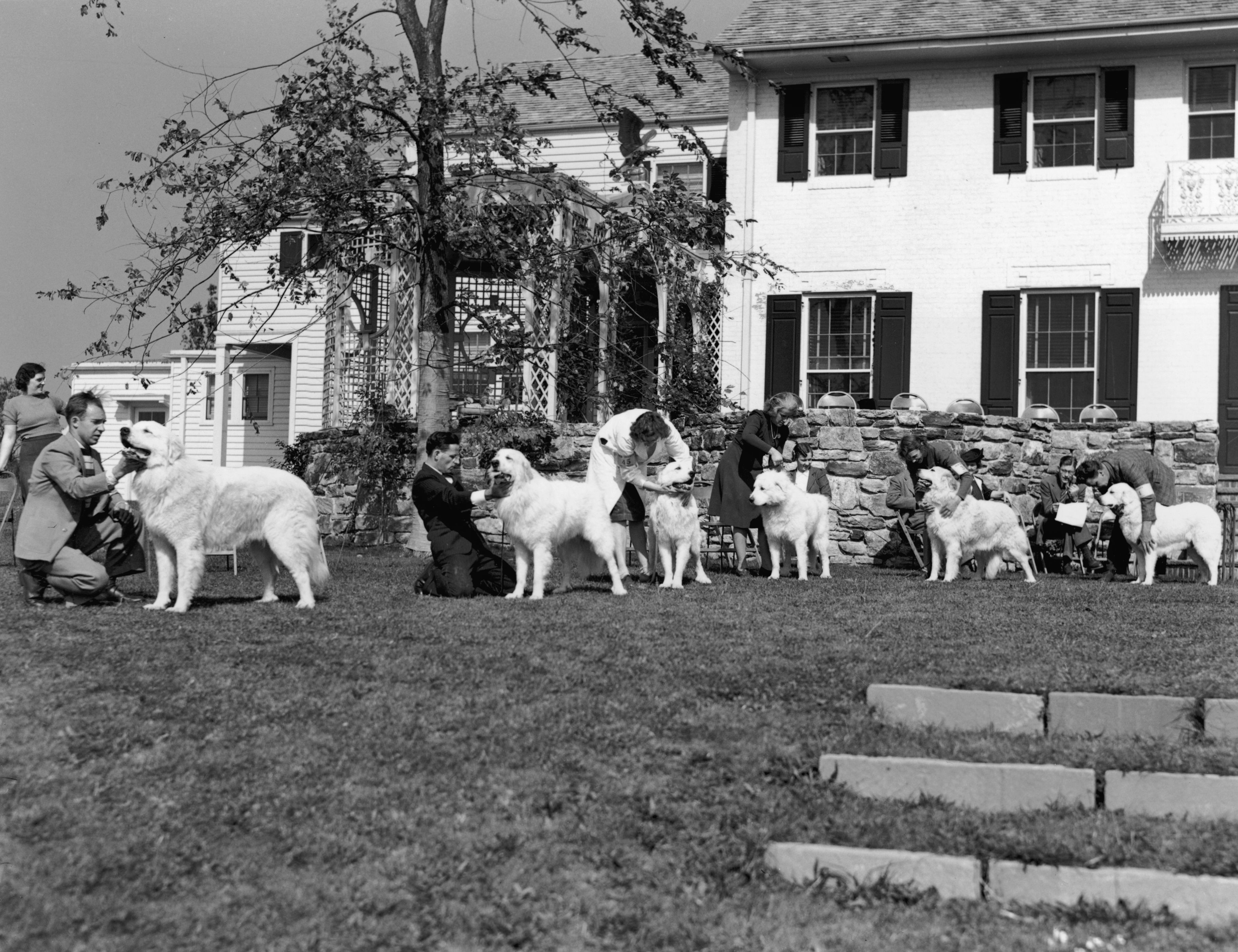 Specialty show sanctioned by the Great Pyrenees Club of America in 1940.