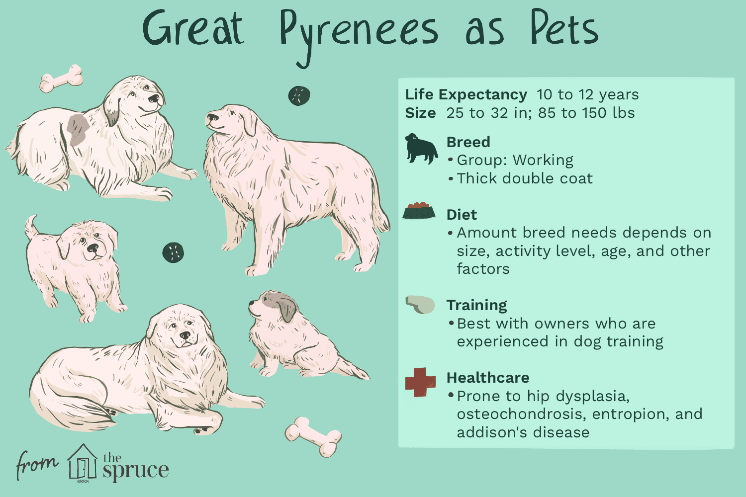 great pyrenees as pets illustration