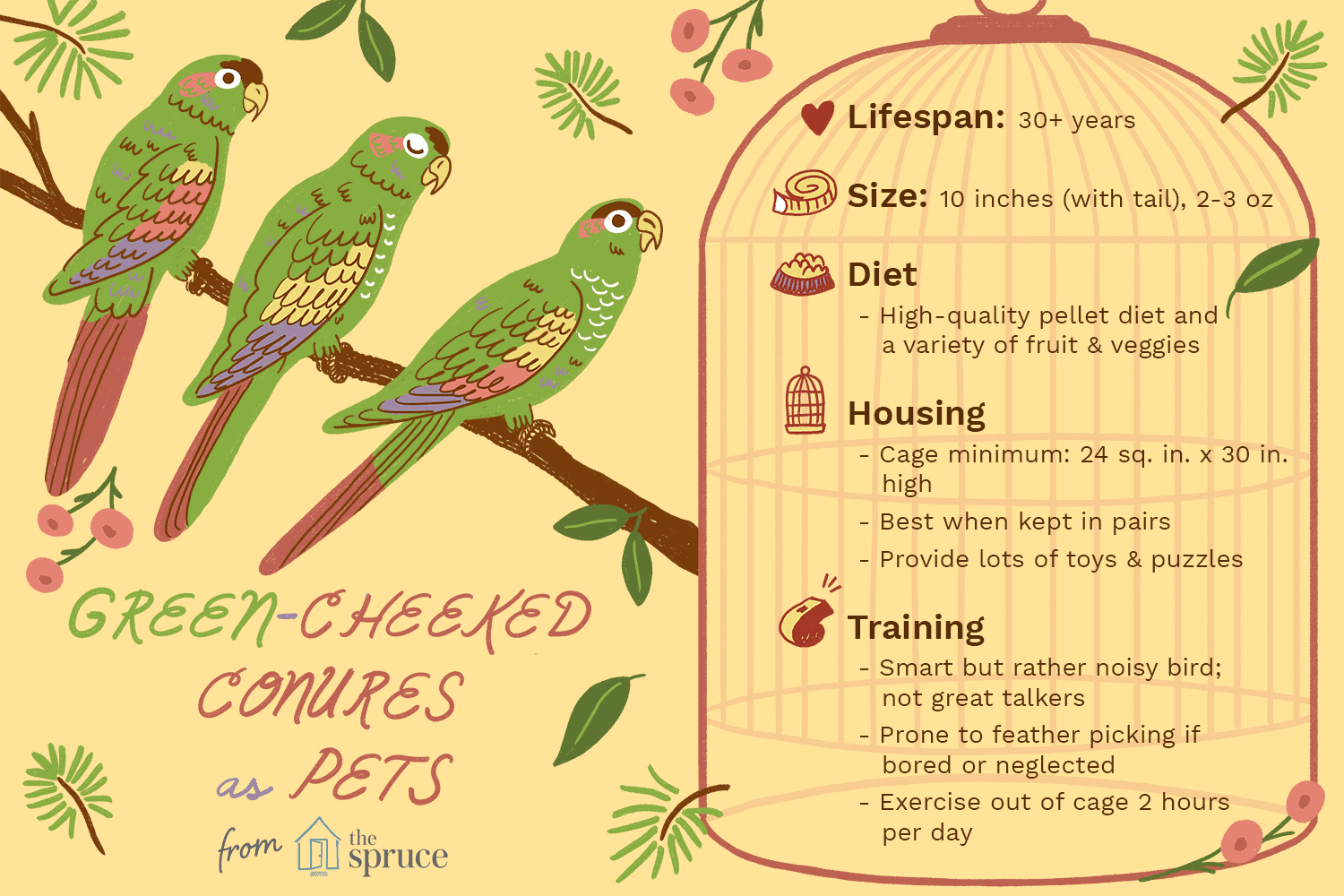 Illustration of green cheeked conures as pets
