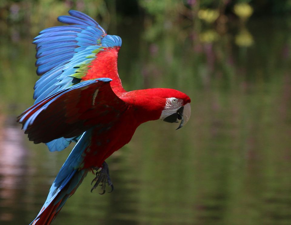 Green-wing macaw