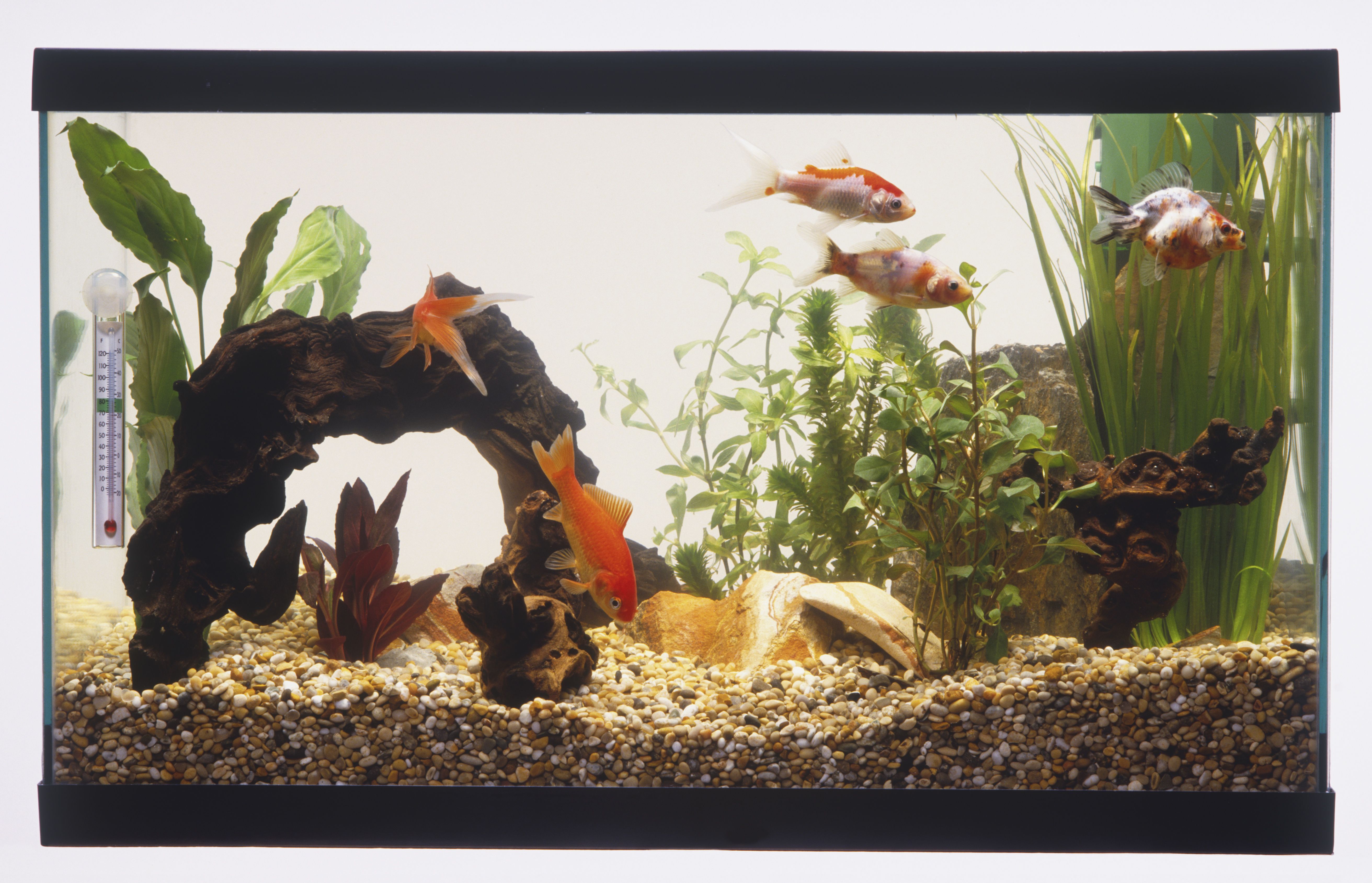 Fish tank with gravel, bridge, green plants and five goldfish (Carassius auratus)