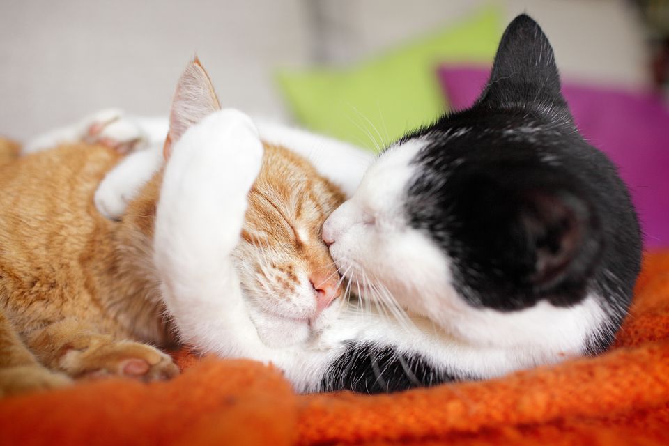 Cuddling cats