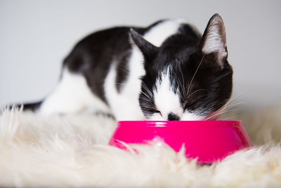 Cute cat eating at home from a pink cat bowl