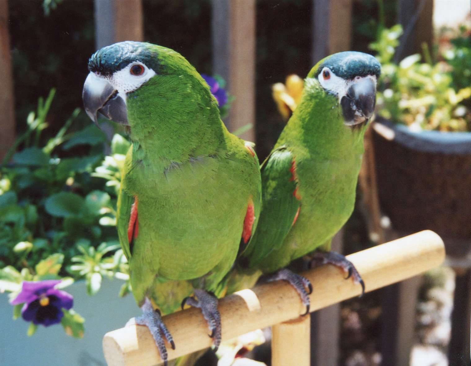 Two green Hahn's macaws sitting on a ledge.