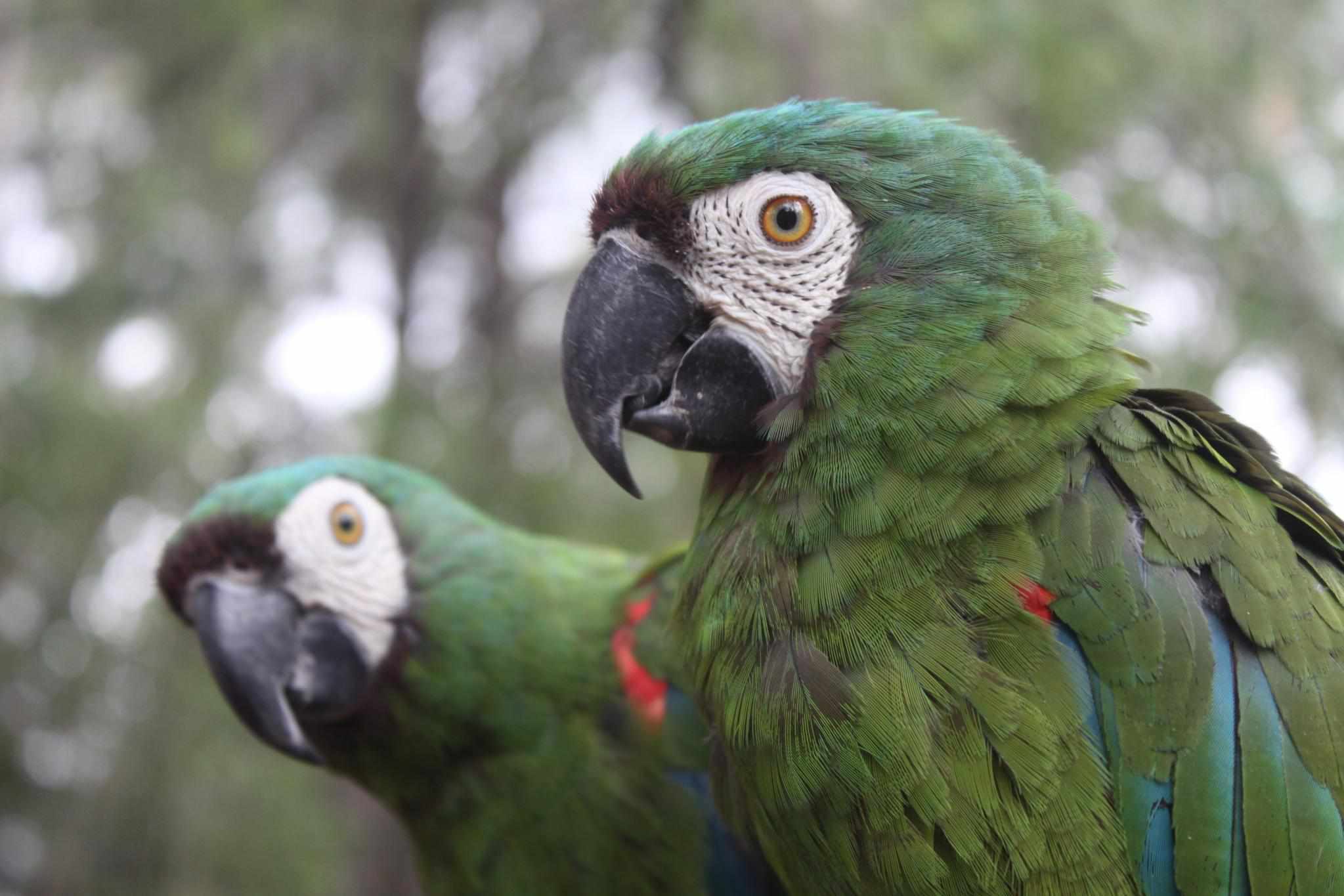 Two Severe macaws staring at the camera.