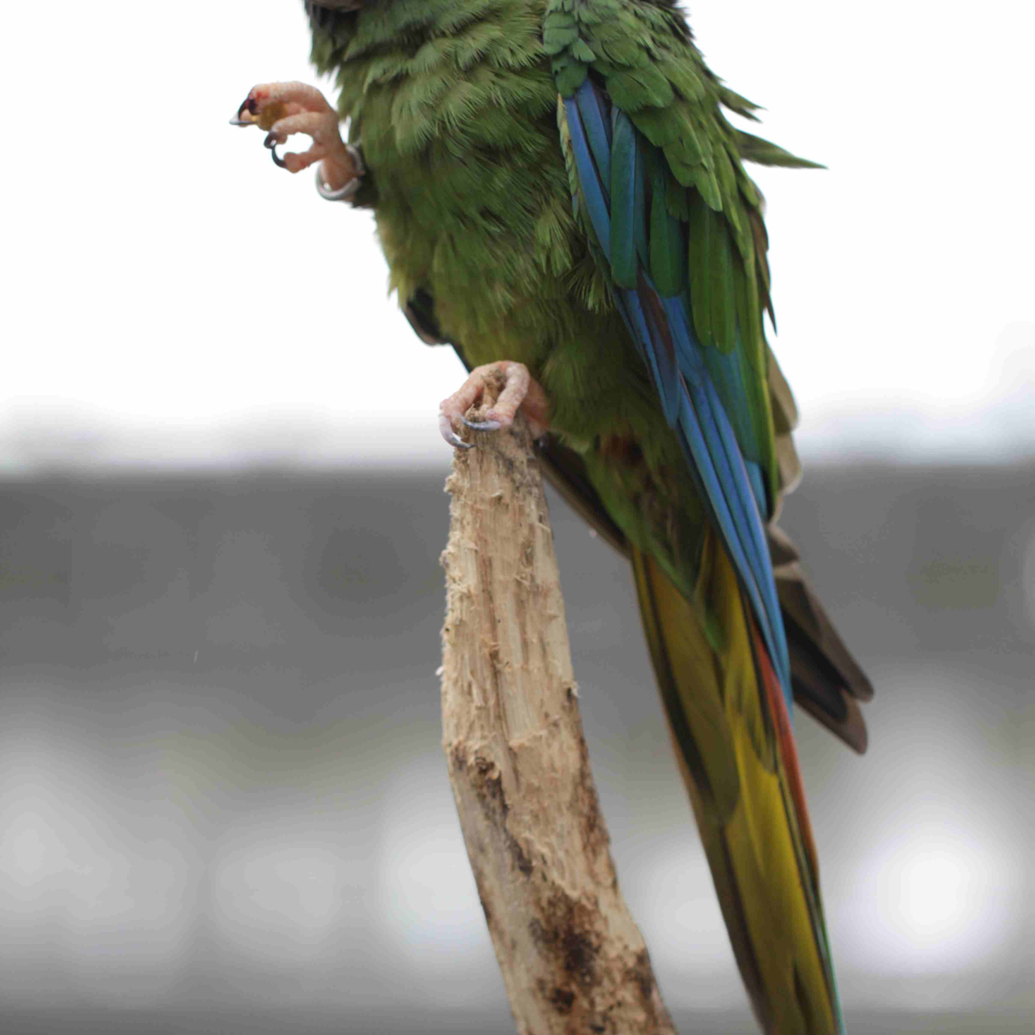 A yellow-collared macaw perched atop a branch.