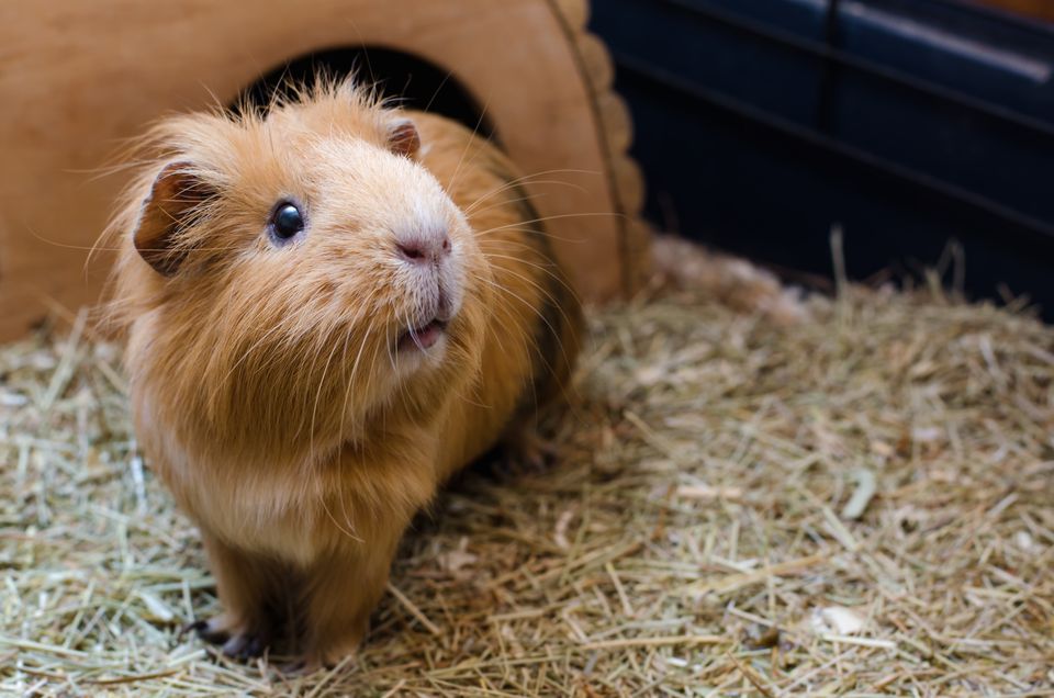 red guinea pig in cage