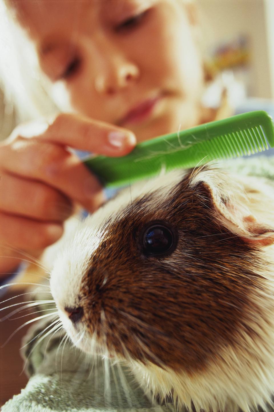 Young girl combing her guinea pig