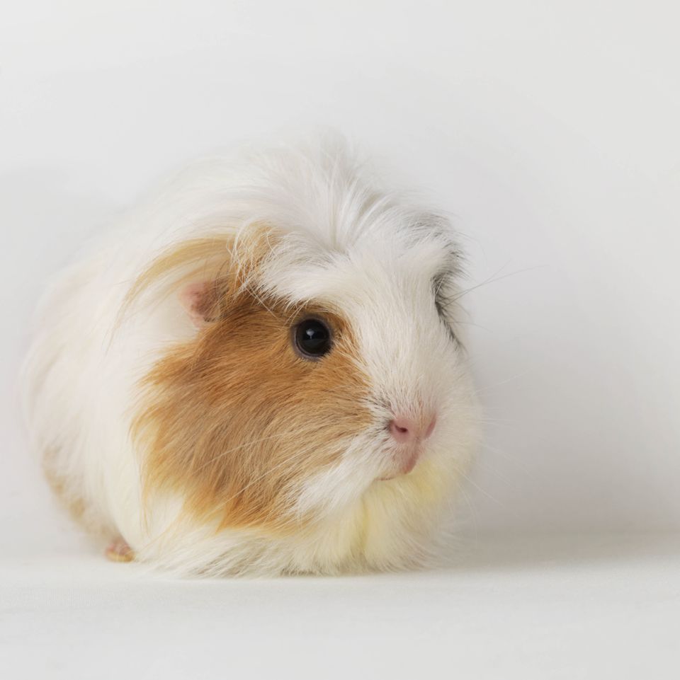 Guinea Pig