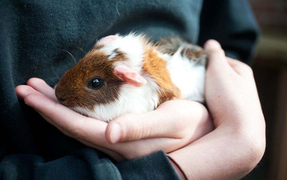 Small colorful Guinea pig in a child's hands.