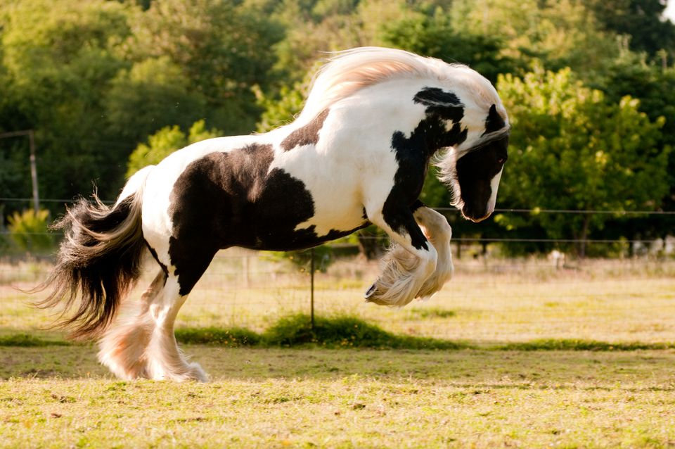Gypsy horse playing in turnout.