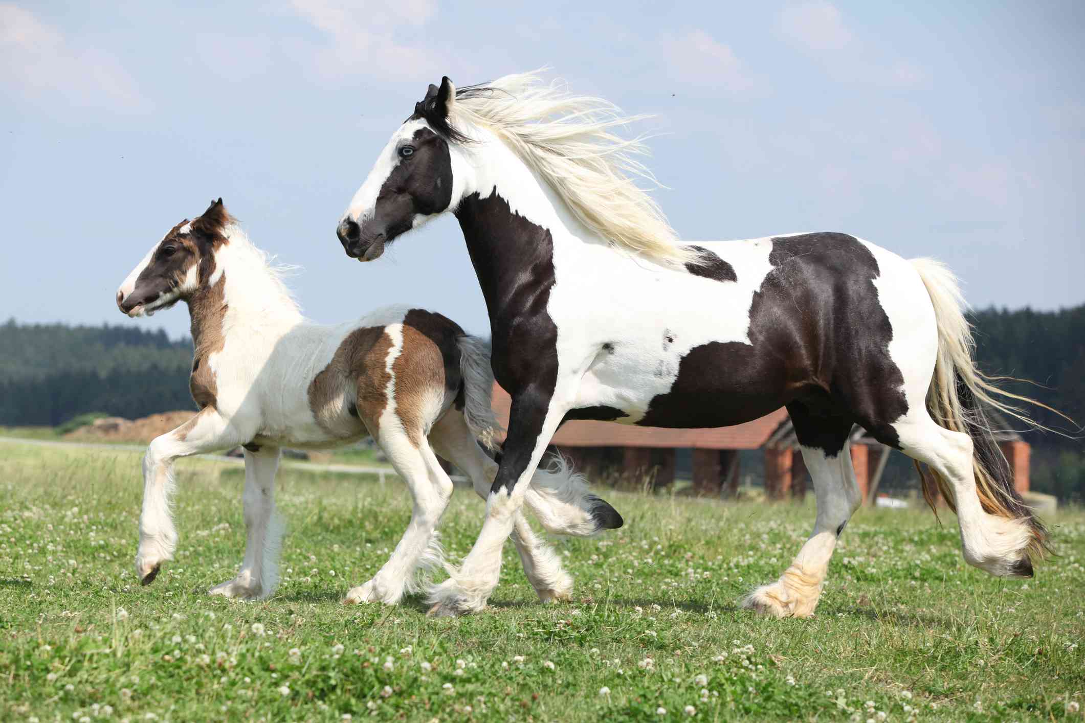Gypsy Vanner mare and foal trotting in the pasture.