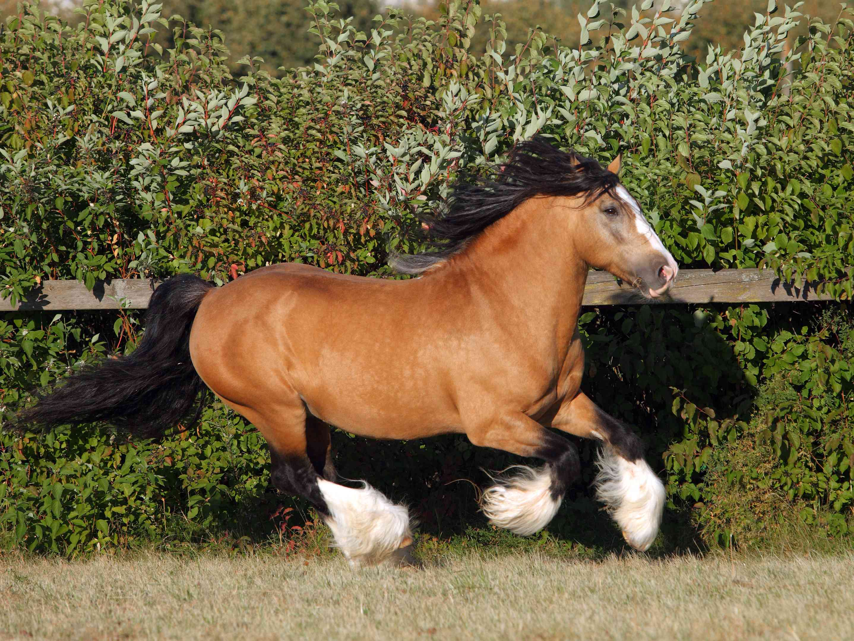Bay Gypsy Vanner cantering in turnout.