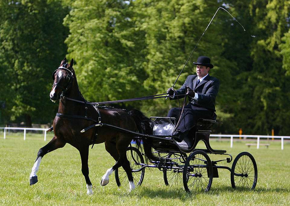 Bay Hackney Horse competing in a driving show.