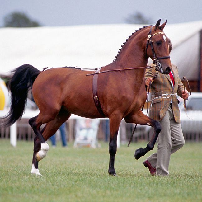 Bay Hackney Horse being shown in hand.