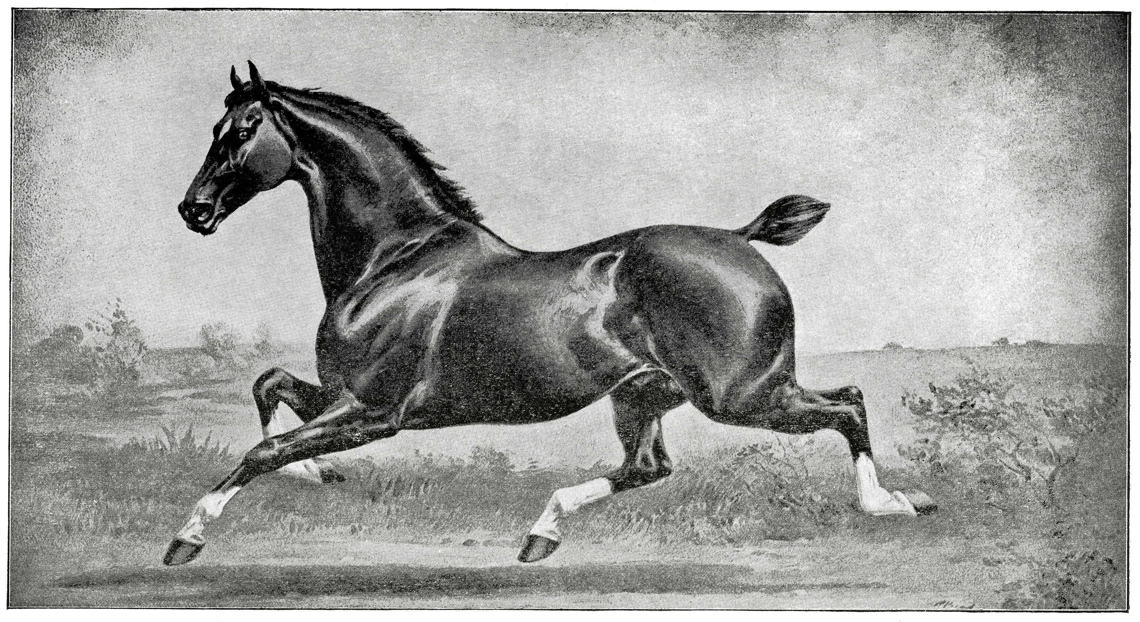 Drawing of a Hackney Horse trotting.