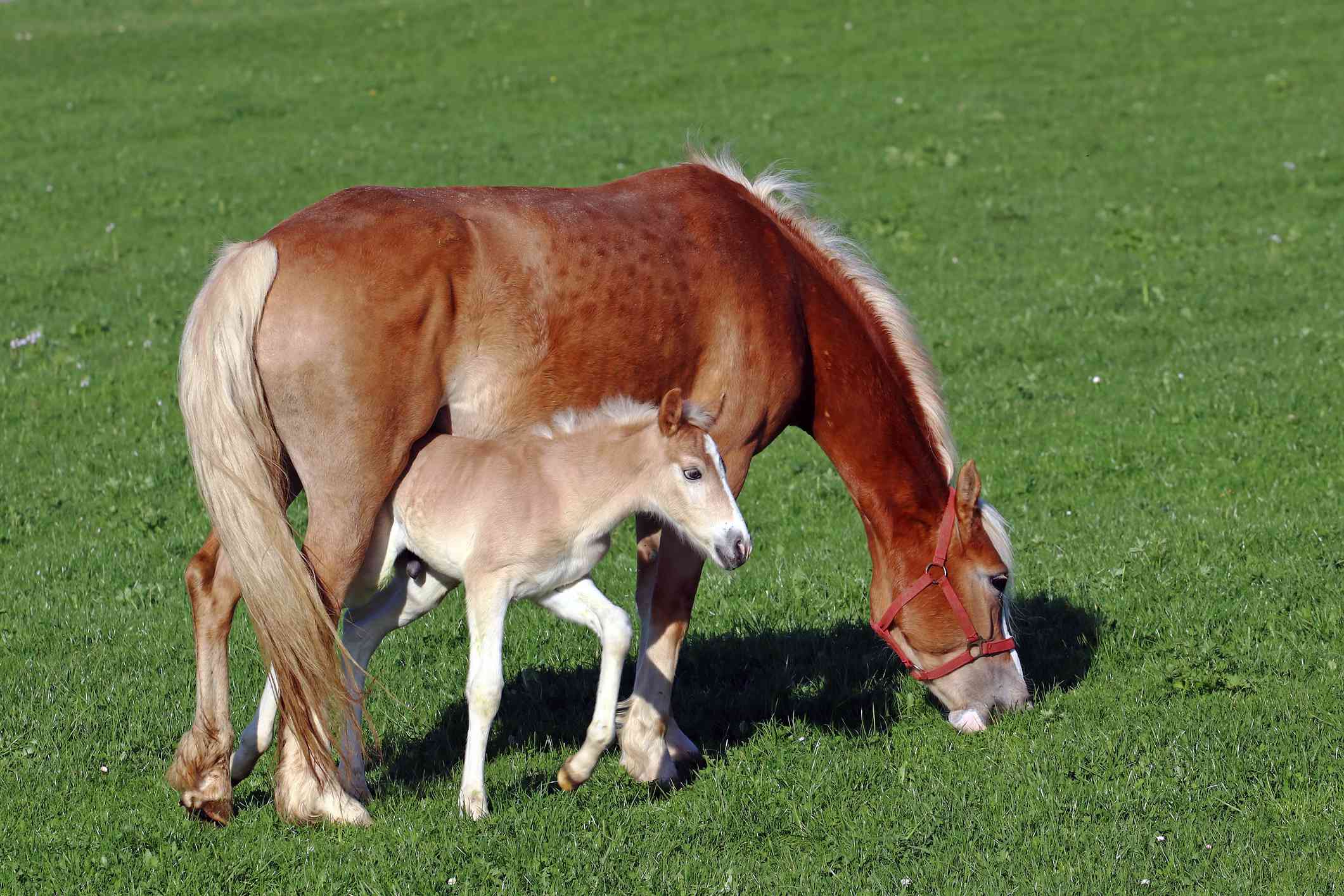 Haflinger mare and foal grazing