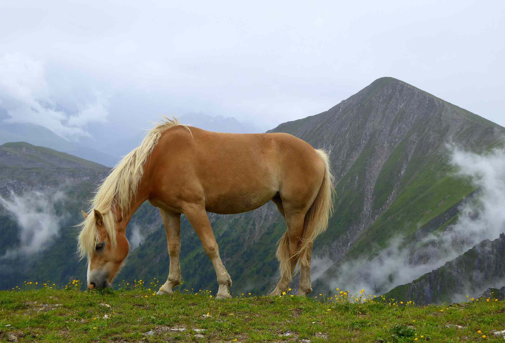 Haflinger grazing in front of a mountain