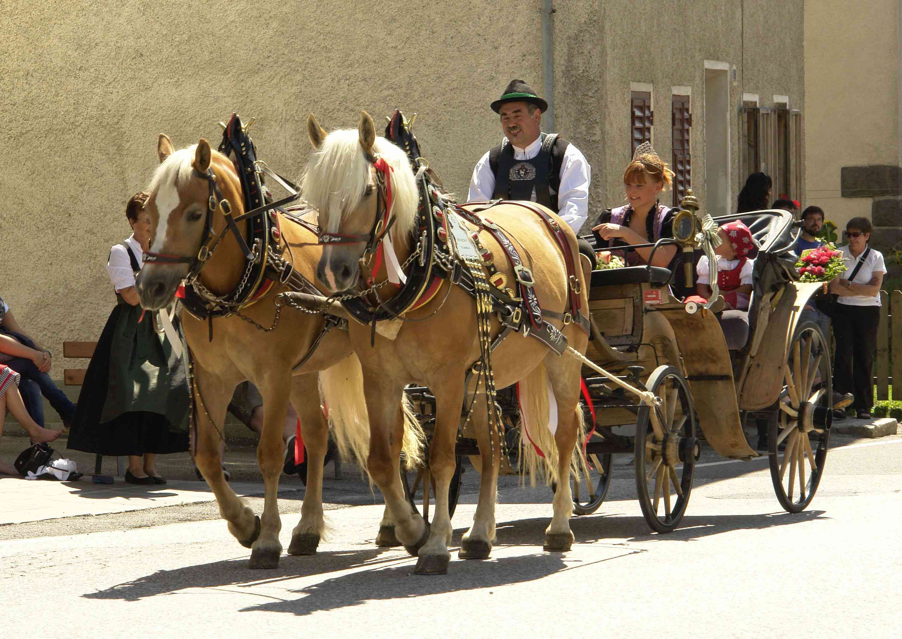 Pair of Haflingers pulling a carriage through town streets