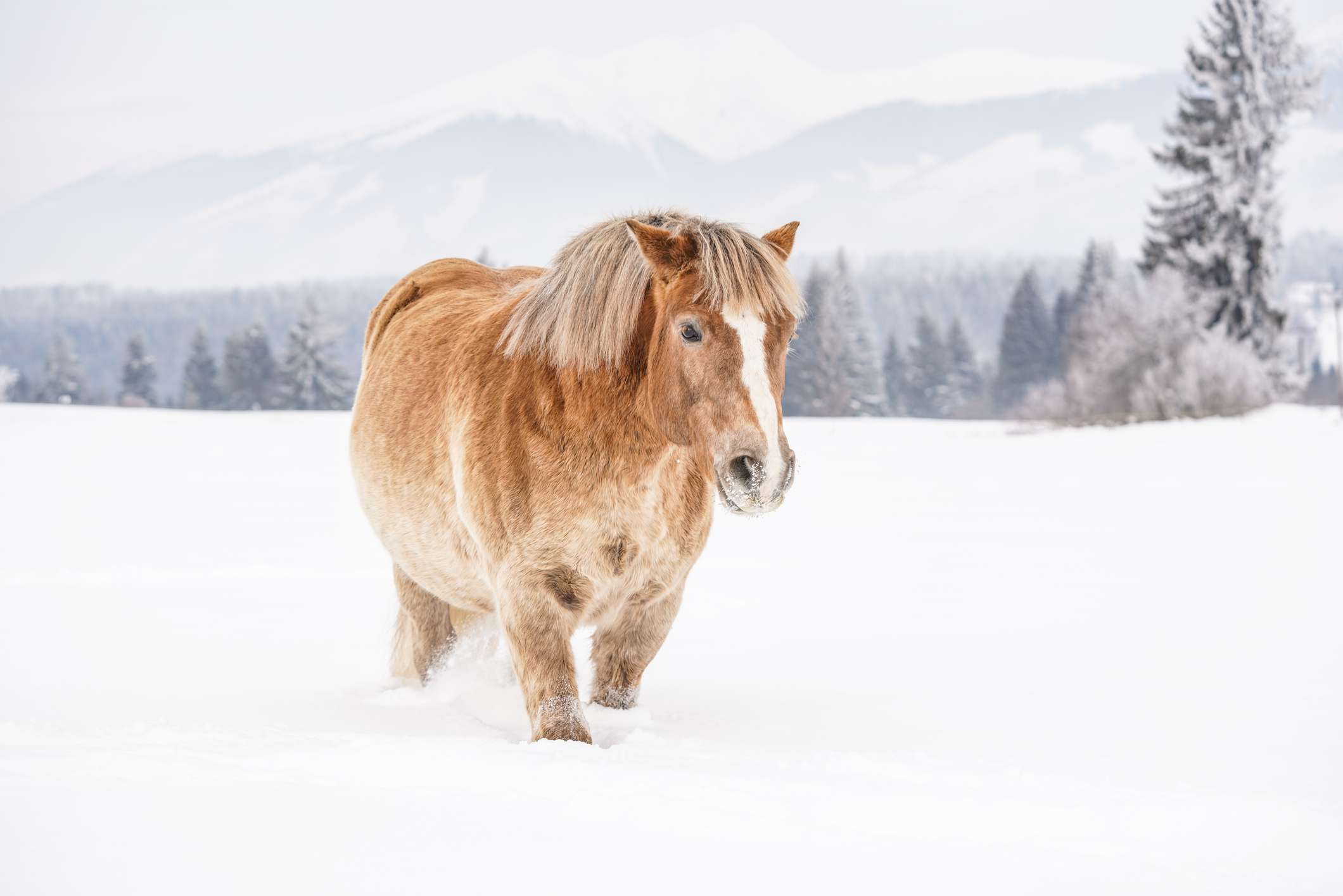 Light colored Haflinger walking in the snow