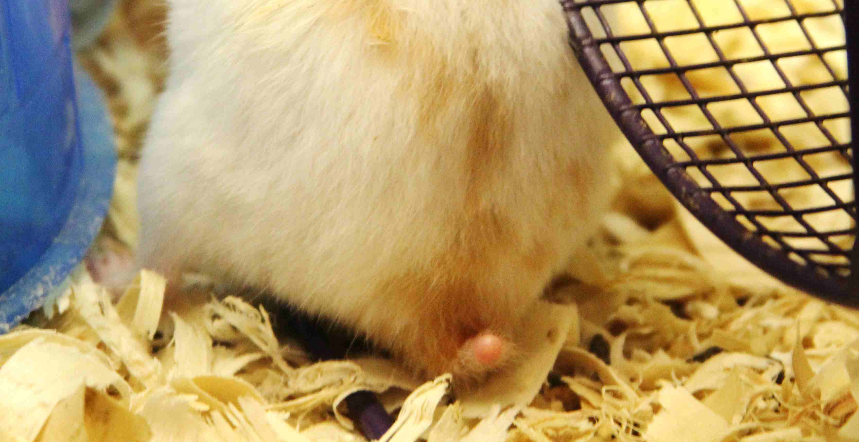 Hamuketsu - Hamster Butts