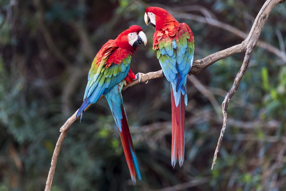 Pair of red-and-green macaws interacting together.