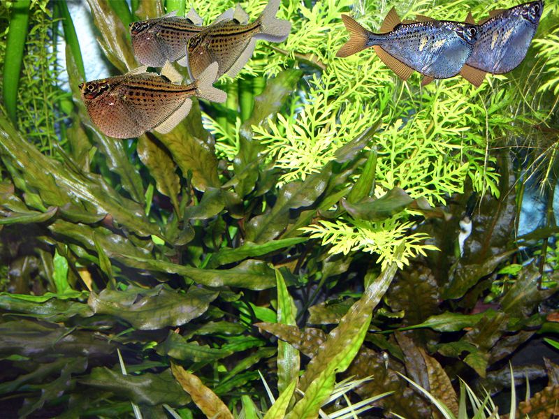 Hatchet Fish the flying fish of the aquarium