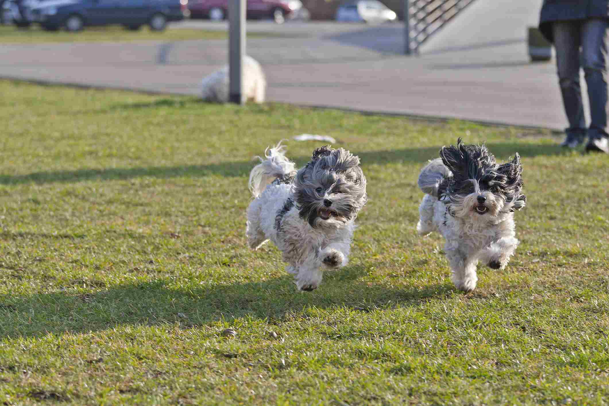 Running havanese dogs