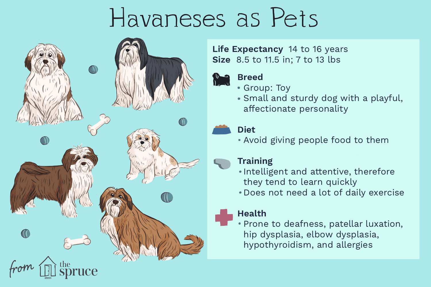 havaneses as pets illustration