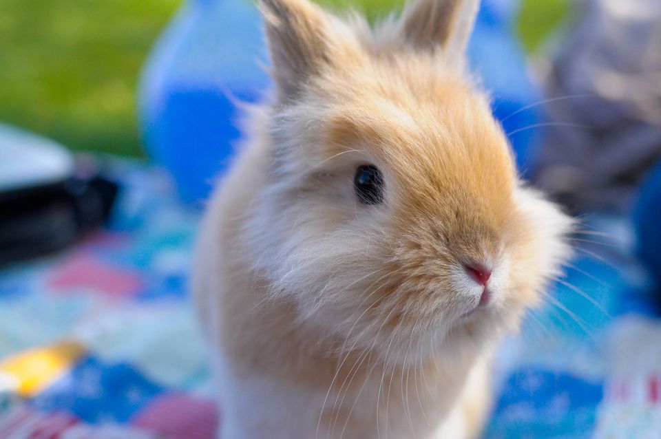 Close up of a dwarf rabbit