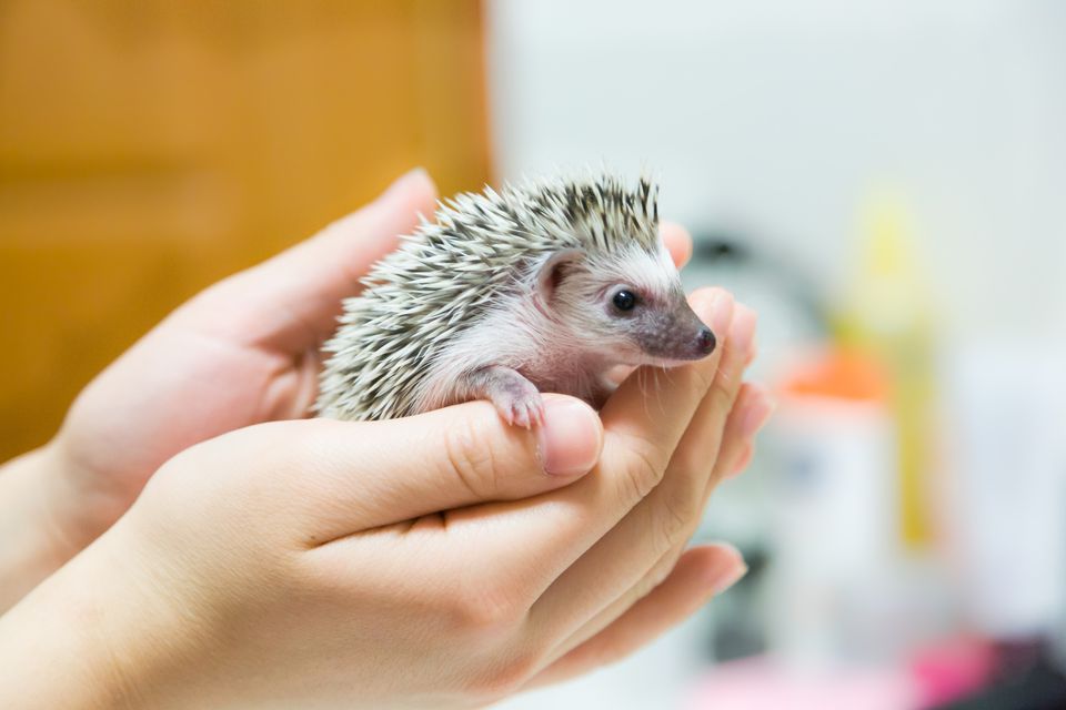 Holding a baby hedgehog