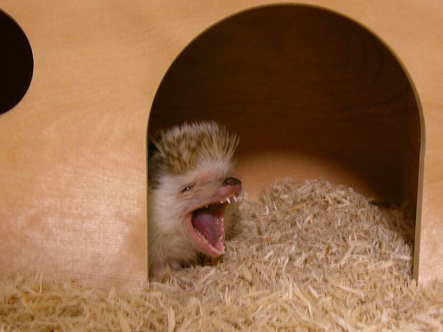 Hedgehog yawning in a wooden shelter