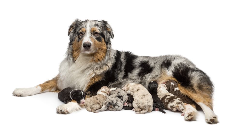 australian shepherd mother dog and nursing puppies
