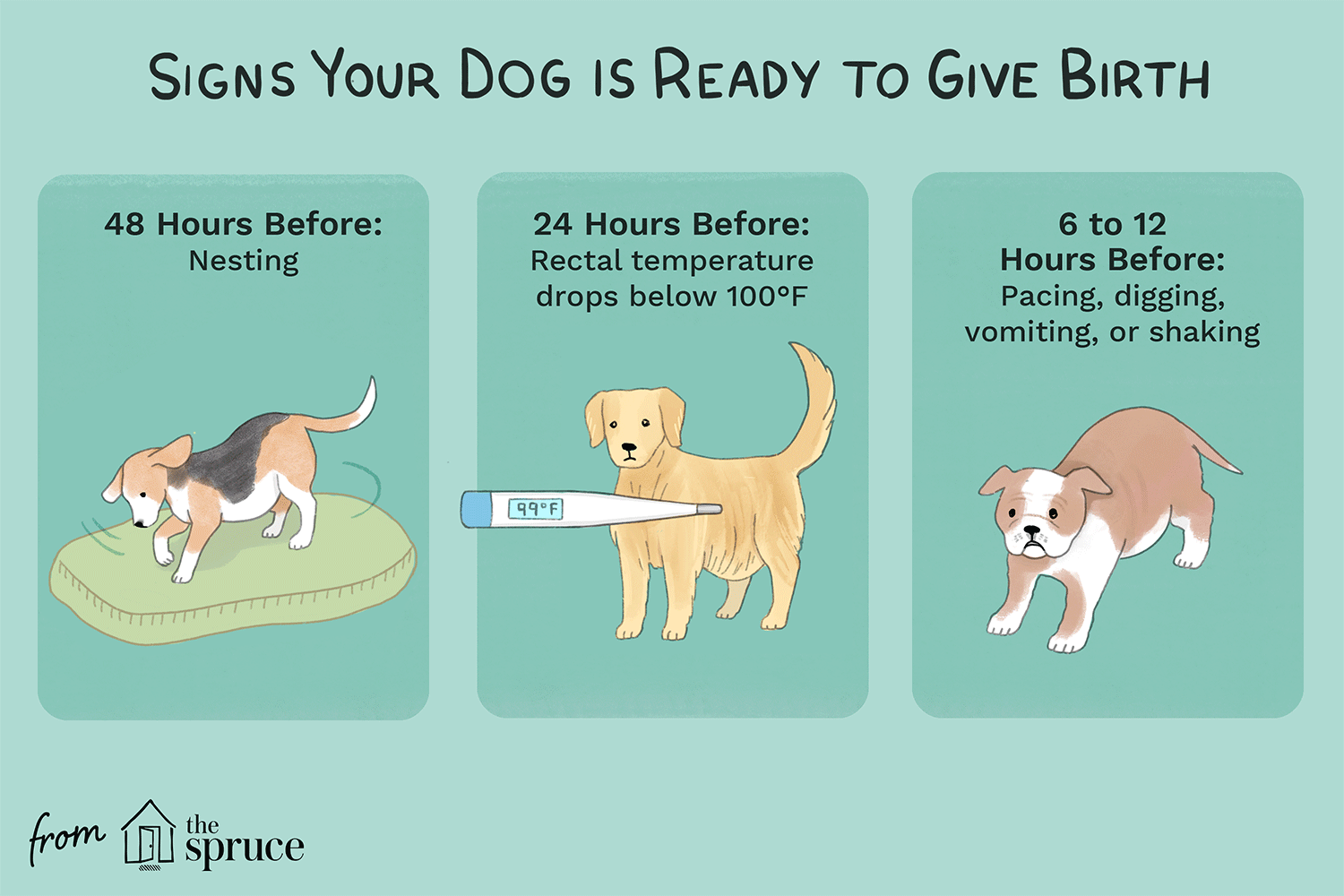 signs your dog is ready to give birth illustration