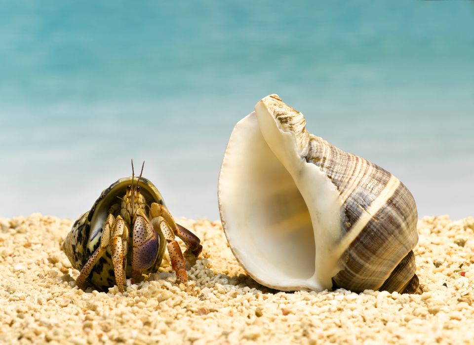Hermit crab and a shell on sand