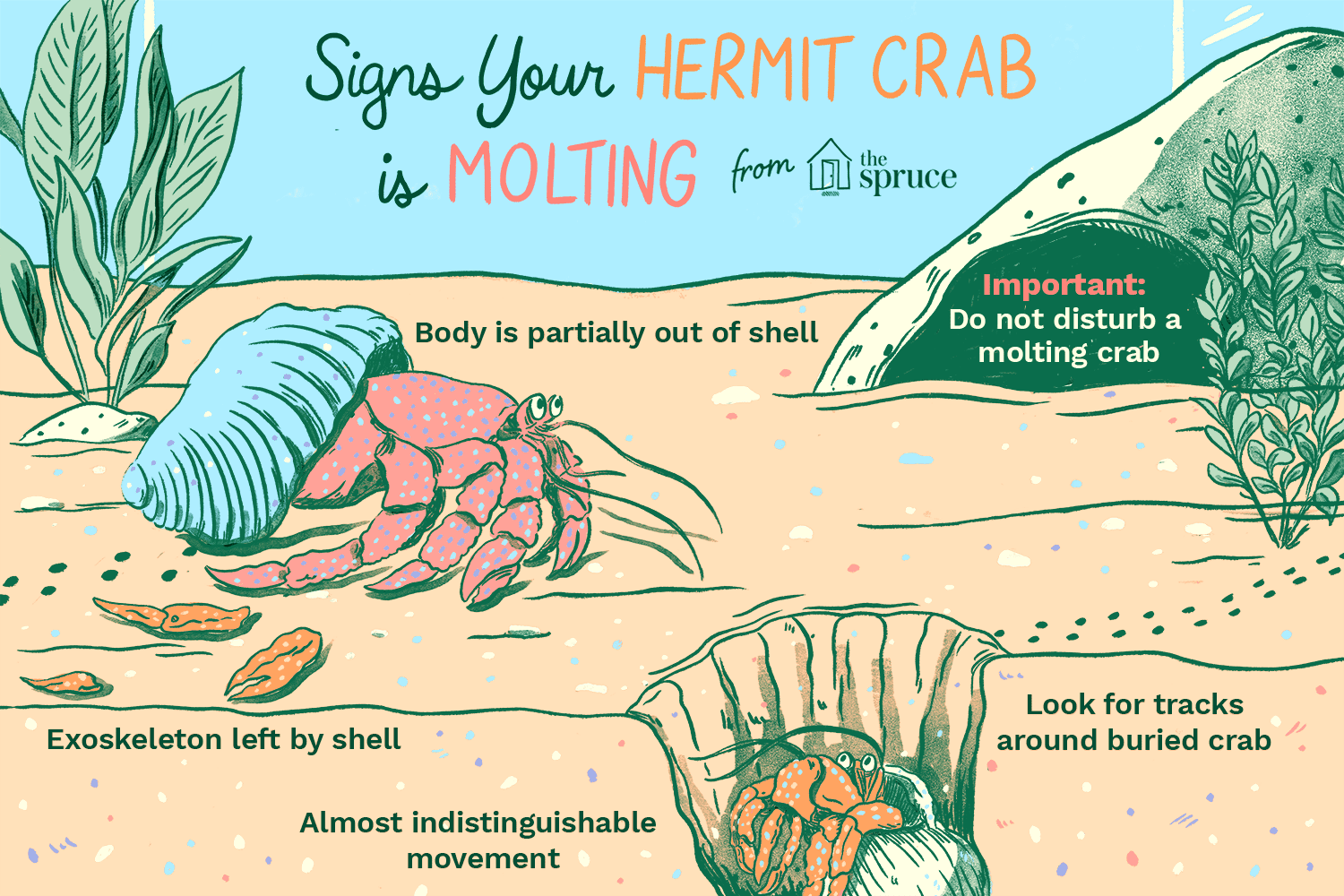 illustration of signs your hermit crab is molting