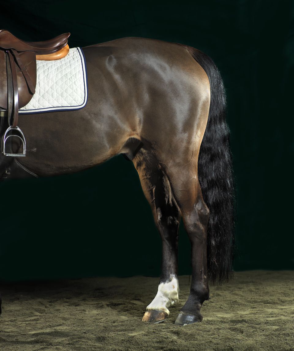 Hindquarters of bay horse wearing an English saddle.